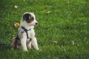 AUSTRALISCHE HERDER PUP