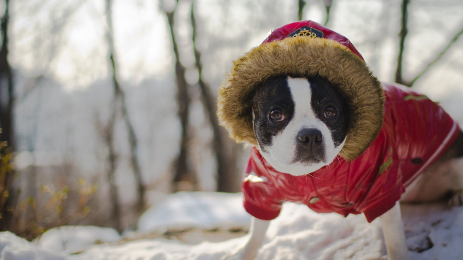 Bestaan Stuwkracht Aanpassen Hoe koud is te koud voor uw hond? | Dierenarts Gaëlle De Groote